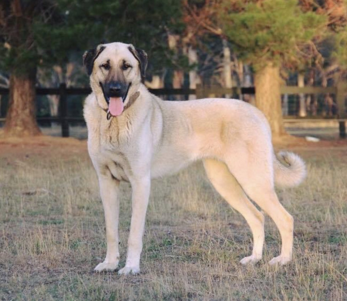 A Kangal Shepherd dog